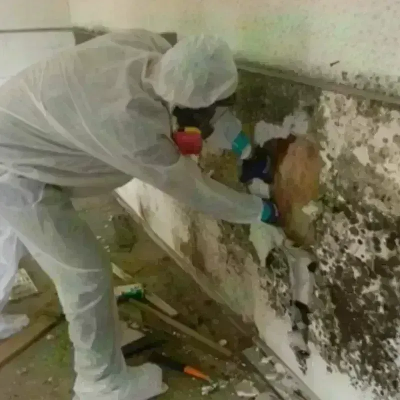 Mold Remediation and Removal in Park City, IL